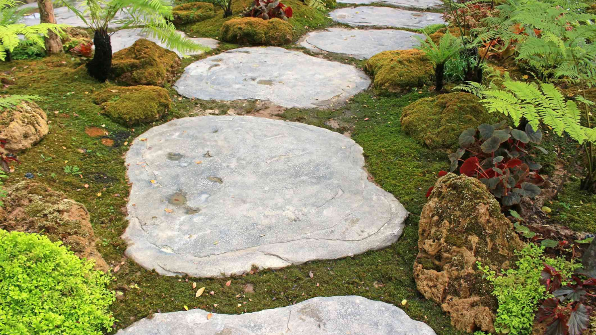 Wild Sea Moss as an Organic Way to Elevate Your Garden