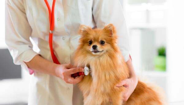Ветеринарная клиника VetCityPets | Expert Pet Care & Trusted Veterinary Services
